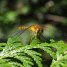 August Dragonfly