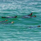 Seal Six Pack