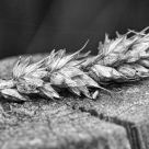 Wheat