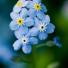 Small blue bouquet