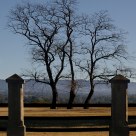 Three Trees