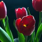 Backlit Tulips