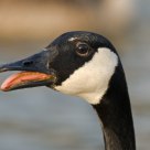 Honk
