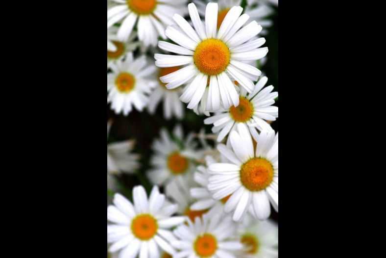 Daisy