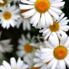 Daisy