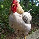 Portrait of a rooster