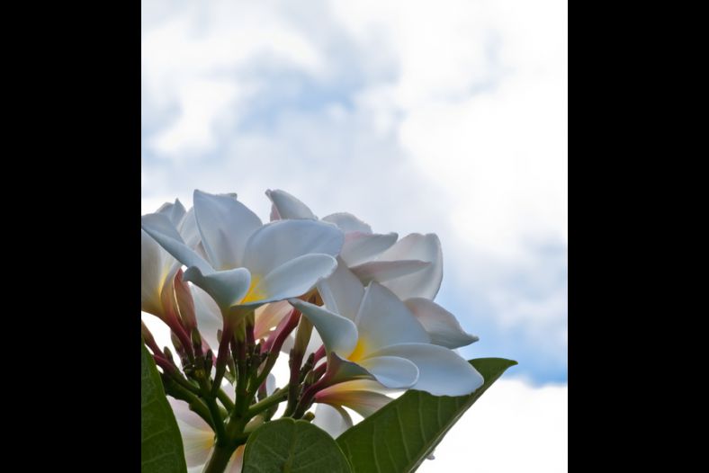 plumeria blossoms