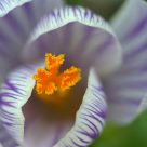 Close-up