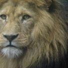 His Majesty