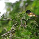 Colourfully yours - The American Redstart - male
