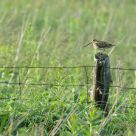 Wilson's Snipe at attention