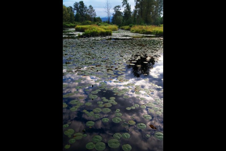 Lilly Pond