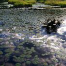 Lilly Pond