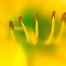Yellow dream