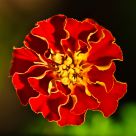Marigold