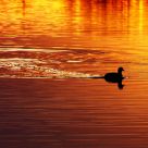 Loon