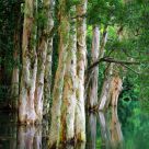 Mirror image