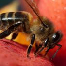 Abeja