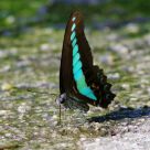Graphium Sarpedon
