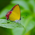 Heliophorus Epicles