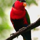 Lorius lory