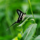 Lamproptera curius & Spider