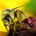 Big Bee