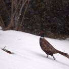 sous la neige