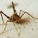 Camel Cricket