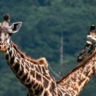 Double giraffe