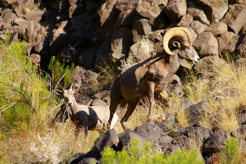 A big male and one of his herd