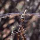 dragon fly