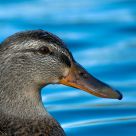 Mallard
