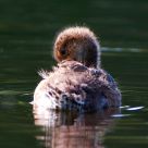 Mallard duckling