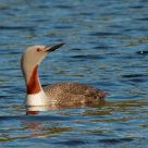 Red-throated diver