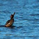 Shake your tailfeather