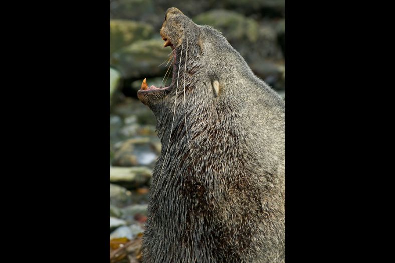 Yawn