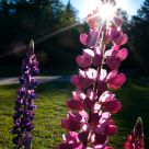 Garden Brilliance