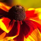 Rudbeckia