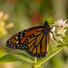 Butterfly Post Card