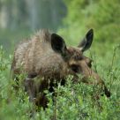 Moose Browsing