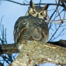 Great Gray Owl
