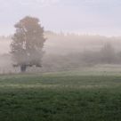 Misty Morning