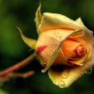 Rose Bi-couleur