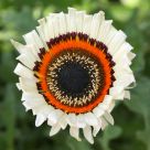 Sunburst