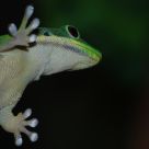 Gekko