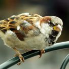 Sparrow