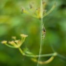 Spider's world