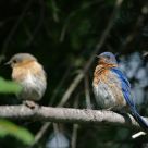 The Eastern Bluebird comeback - Part III - couple