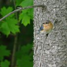 The Eastern Bluebird  comeback Part I - female